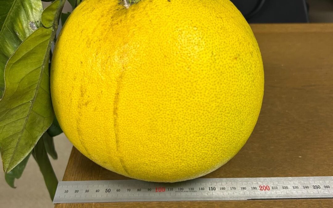 畑で採れた晩白柚（ばんぺいゆ）