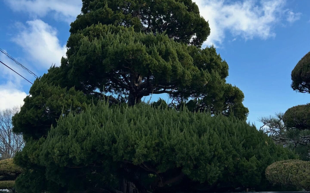 高さ10m余りのカイズカイブキの京都で言う