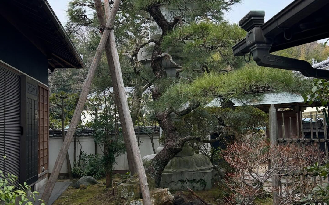 25年前作庭時に植えた松の老木を移植する為に2人で一日がかり