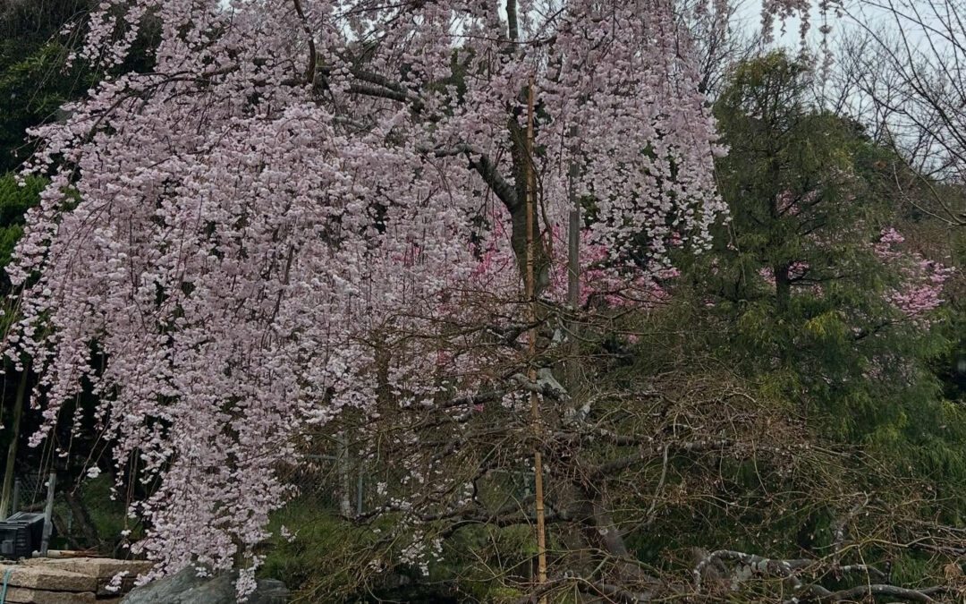やっと暖かくなり