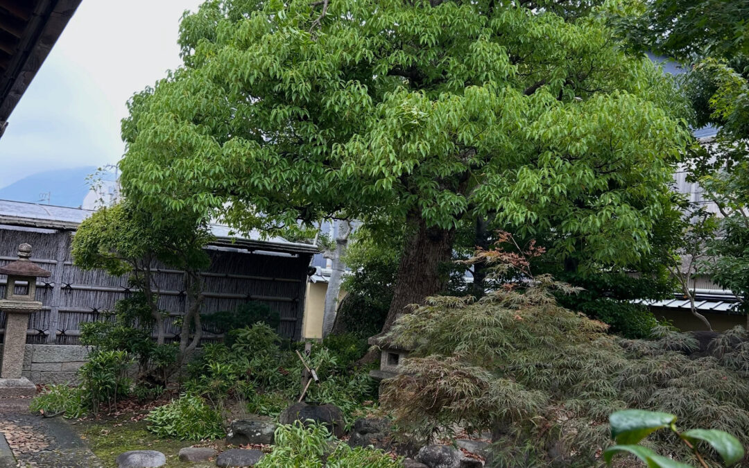 お盆前の剪定