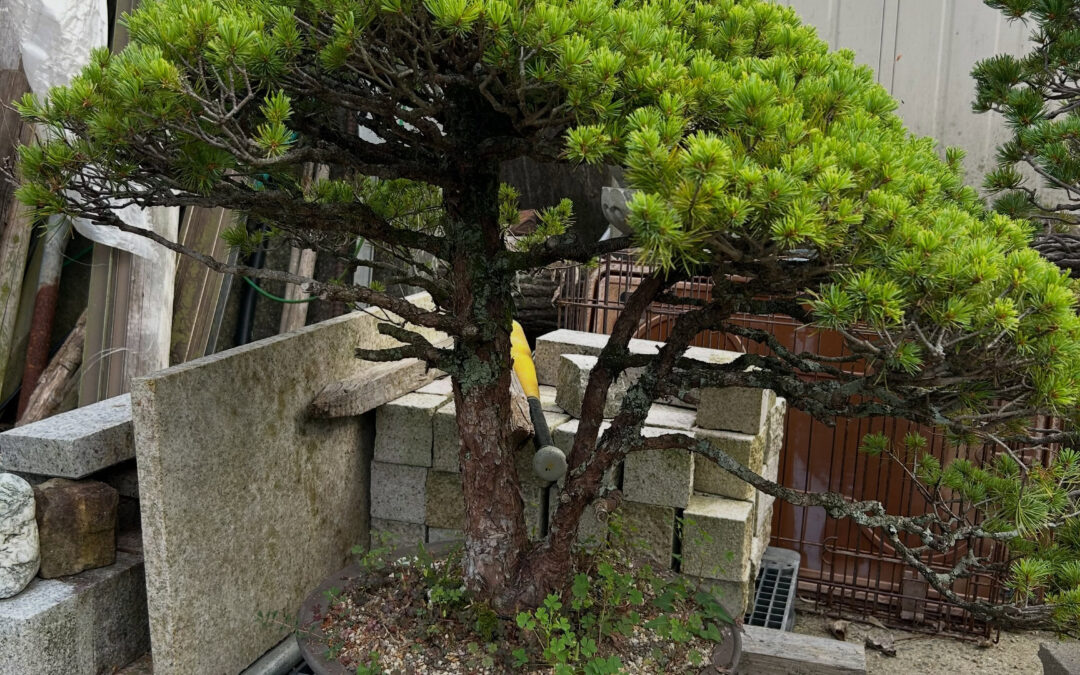 盆栽の市で安価で競り落とした