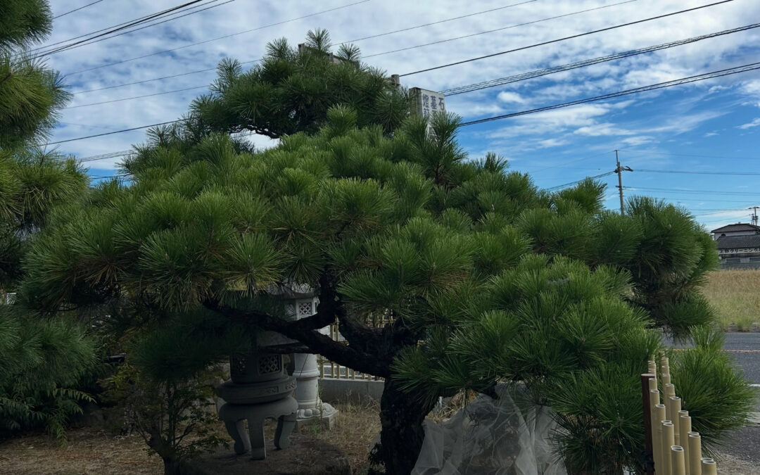 お盆も過ぎ、まだまだ暑いですが