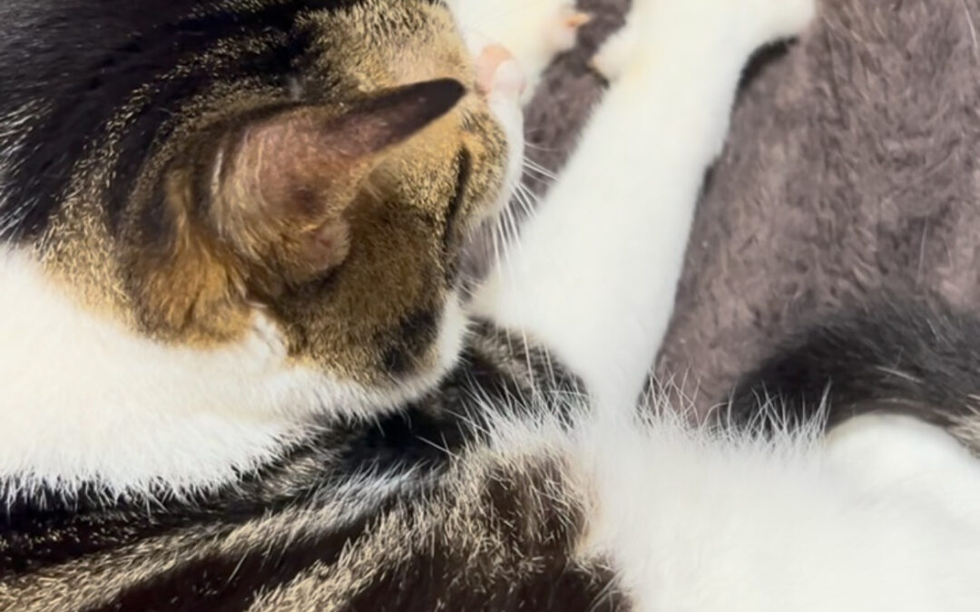 愛猫のトモ君も毎日の雨で